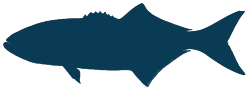 Bluefish
