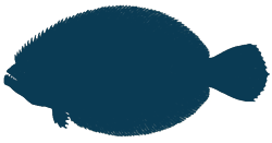 Flounder